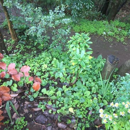 Eco Cabana Puerto Varas Dış mekan fotoğraf